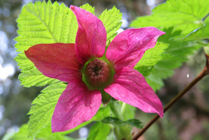 Salmonberry is just one of the native plants available for purchase at THPRD’s Fall Native Plant Sale on Oct. 8 at the Tualatin Hills Nature Center.