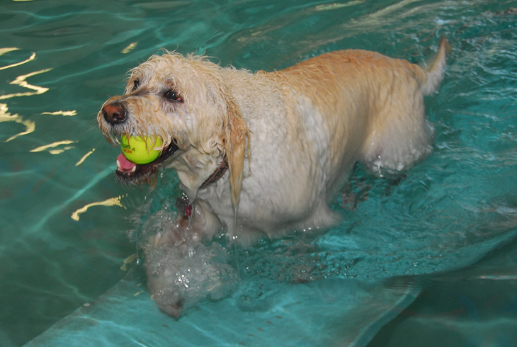 On Aug. 20, THPRD will offer its third open swim for pooches of all breeds.  Pre-registration is recommended.